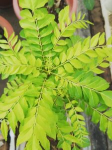 Kadhipatta Benefits Of Hair