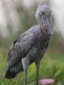 Shoebill