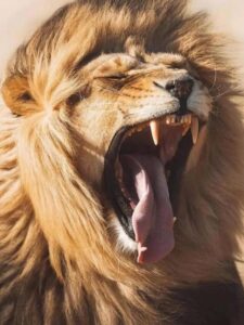 how far lion roar can be heard know in marathi