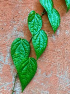 Benefits of betel Leaf