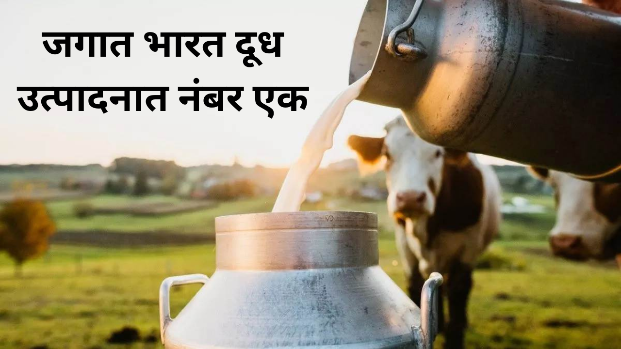 india continues to lead global milk production